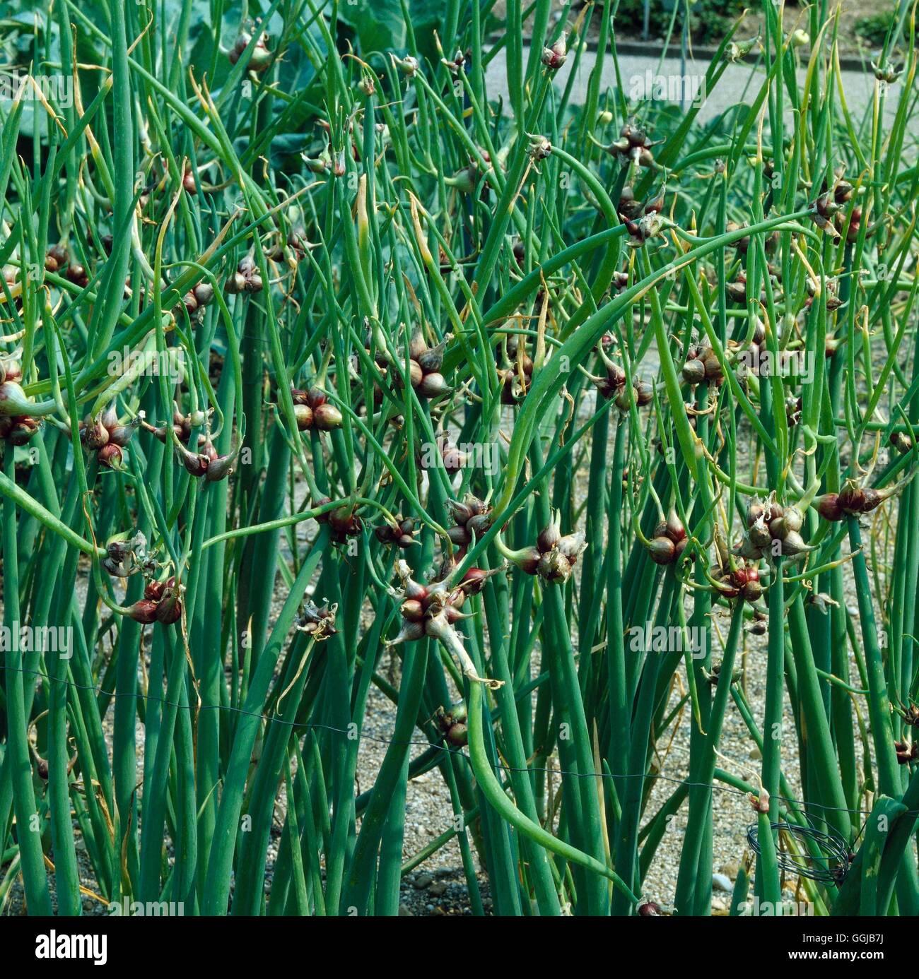 Tree Onion (Allium cepa `Proliferum') HER043247 Stock Photo Alamy